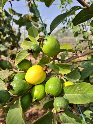 Aguacate natural realón tropical